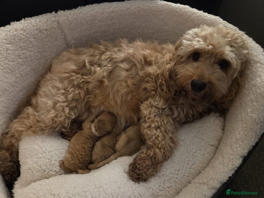 Cockapoo dogs for sale: Gorgeous cockapoo puppies, 2 boys and 2 girls - Advert 28