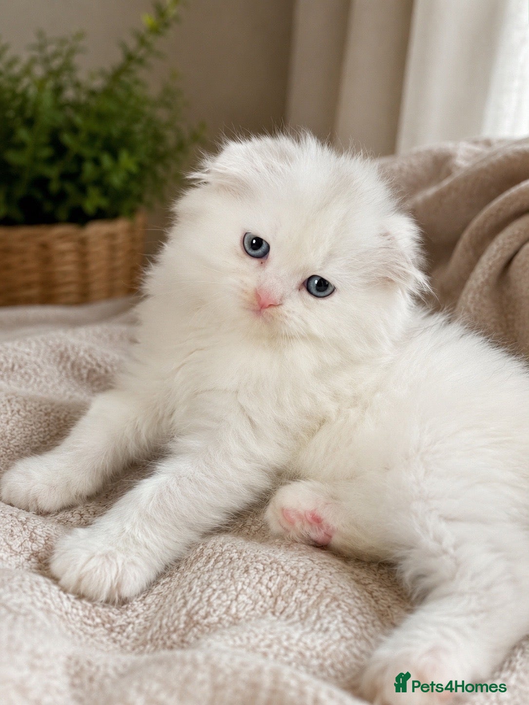 Scottish Fold cats 🩷Beautiful Scottish Fold/Straight kittens🩷 - Advert 1