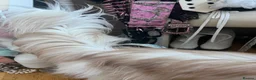 Persian cats for sale: Persian kitten🌷🌾 EXOTIC DOLL FACE PERSIAN -  - Advert 18