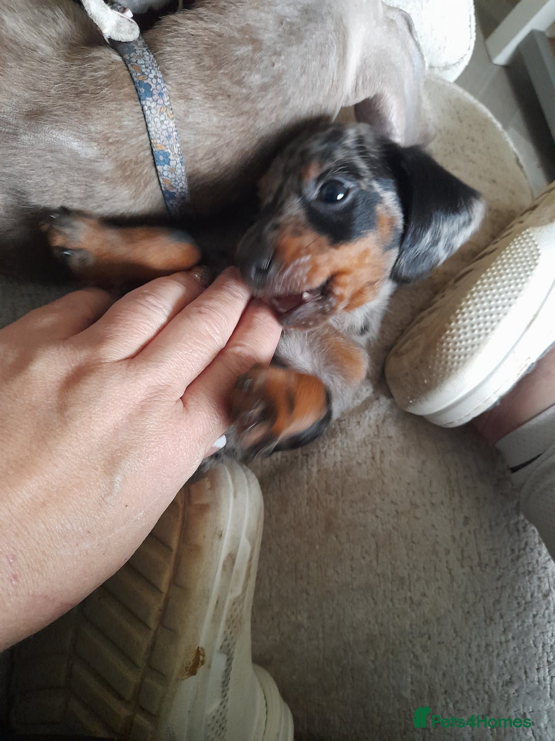 Miniature Dachshund dogs for sale: Miniature dachshund puppies  - Advert 7