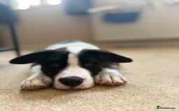 Mixed Breed dogs for sale: 🐶 Staffy x Japanese Akita Puppies 🐶 in Weston-super-Mare - Image 16