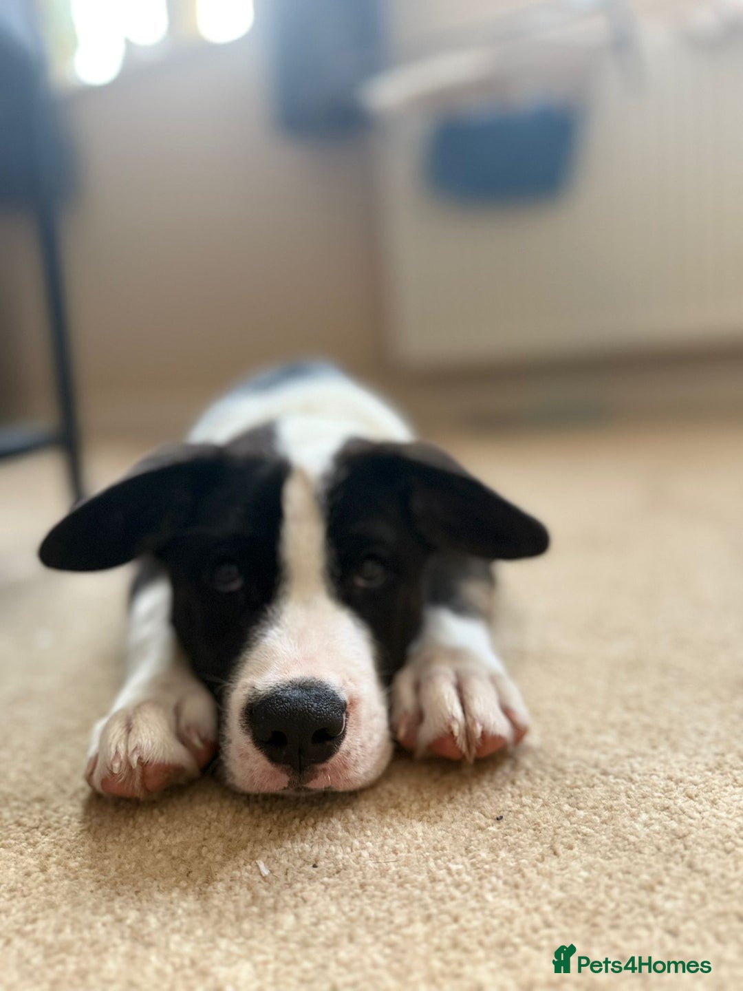 Mixed Breed dogs for sale: 🐶 Staffy x Japanese Akita Puppies 🐶 in Weston-super-Mare - Image 16