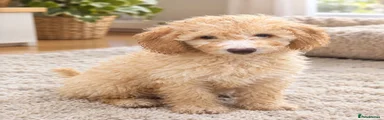 Mini Goldendoodle 1