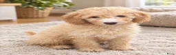 Mini Goldendoodle dogs for sale: 2 beautiful mini goldendoodle puppies ❤️ - Advert 8