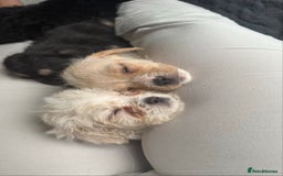 Mixed Breed dogs for sale: 6 fluffy frenchie cross puppies - Image 15