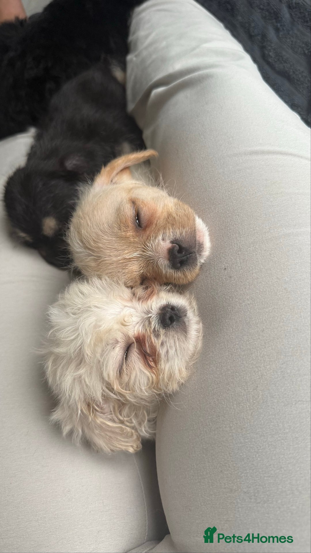 Mixed Breed dogs for sale: 6 fluffy frenchie cross puppies - Image 15