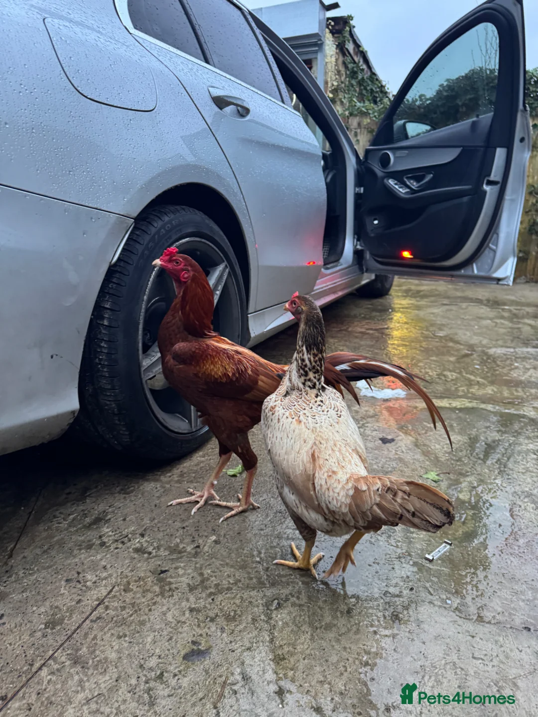 Chickens poultry for sale: Aseel Indius Gigante Chicken Pair Male and Female in Blackburn - Advert 2