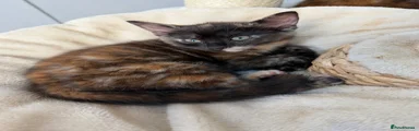 Kitten 6
