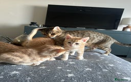 Mixed Breed cats for sale: Stunning Bengal Kittens - Advert 7