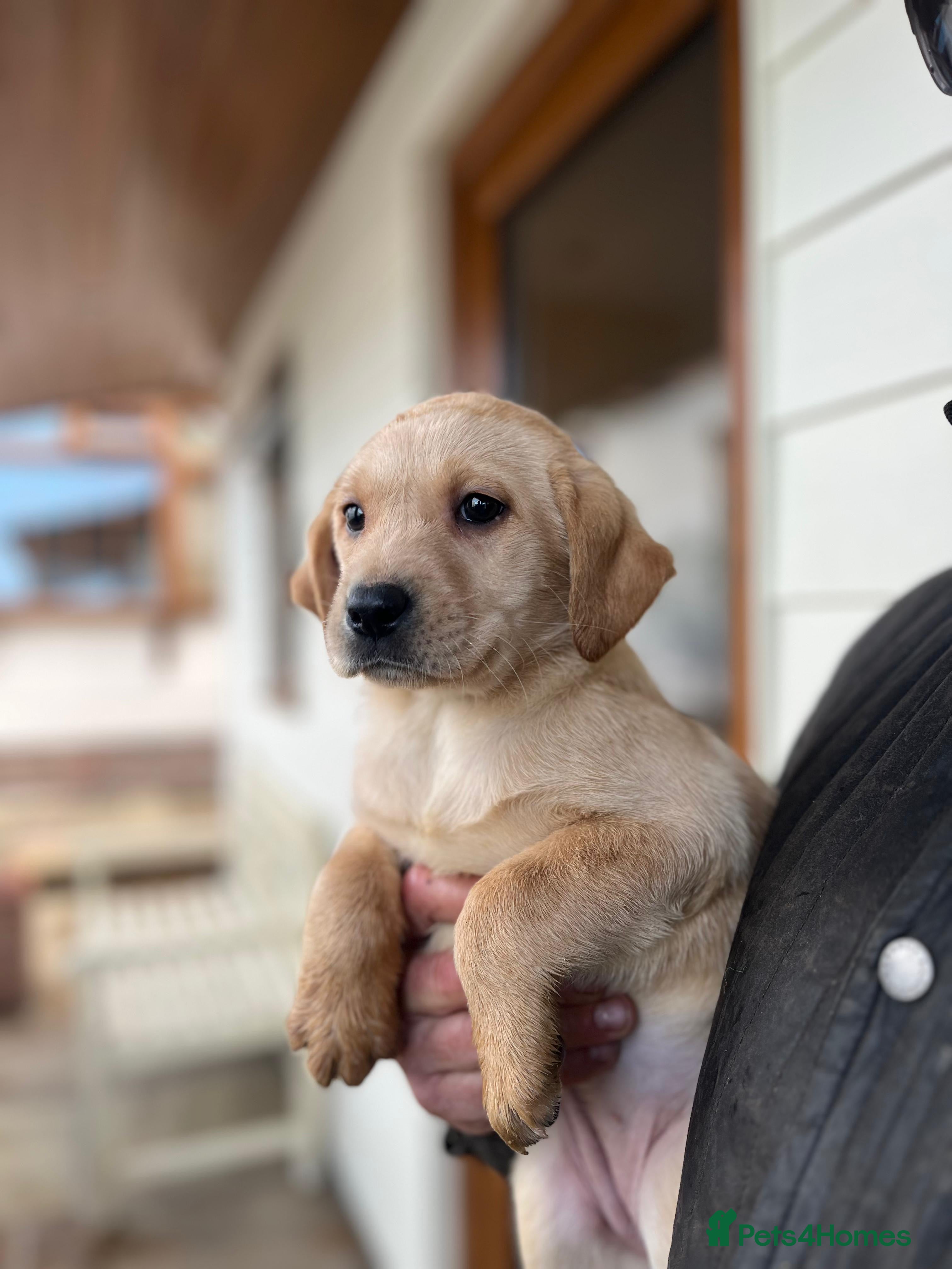 Labrador Retriever dogs Only two females available 🩷 Labrador Puppies  - Advert 4
