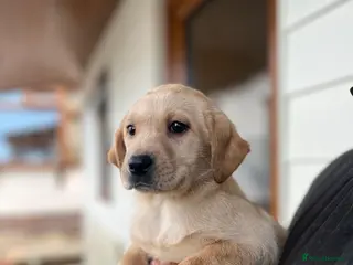Labrador Retriever dogs Only two females available 🩷 Labrador Puppies - Advert 4