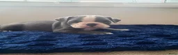 Olde English Bulldogge dogs for sale: Olde English bulldog puppies  - Advert 12