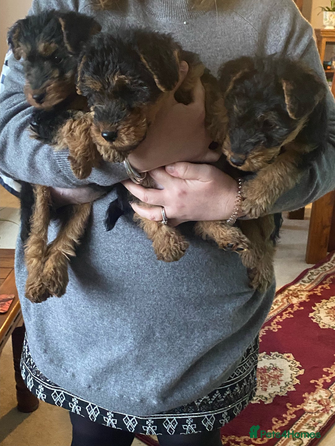 Welsh Terrier dogs for sale: Stunning KC reg PLL CLEAR Welsh terrier puppies in Dronfield - Image 16