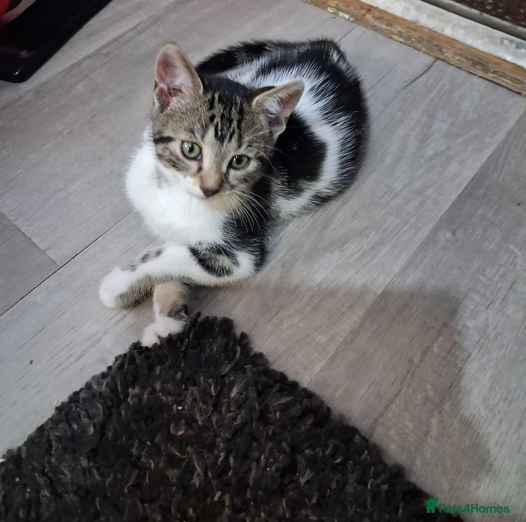 Mixed Breed cats for sale: Mixed bengal kitten - Advert 2