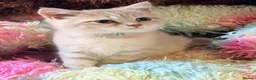 British Shorthair cats for sale: Lilac GCCF registered BSH kittens in Swansea - Advert 6
