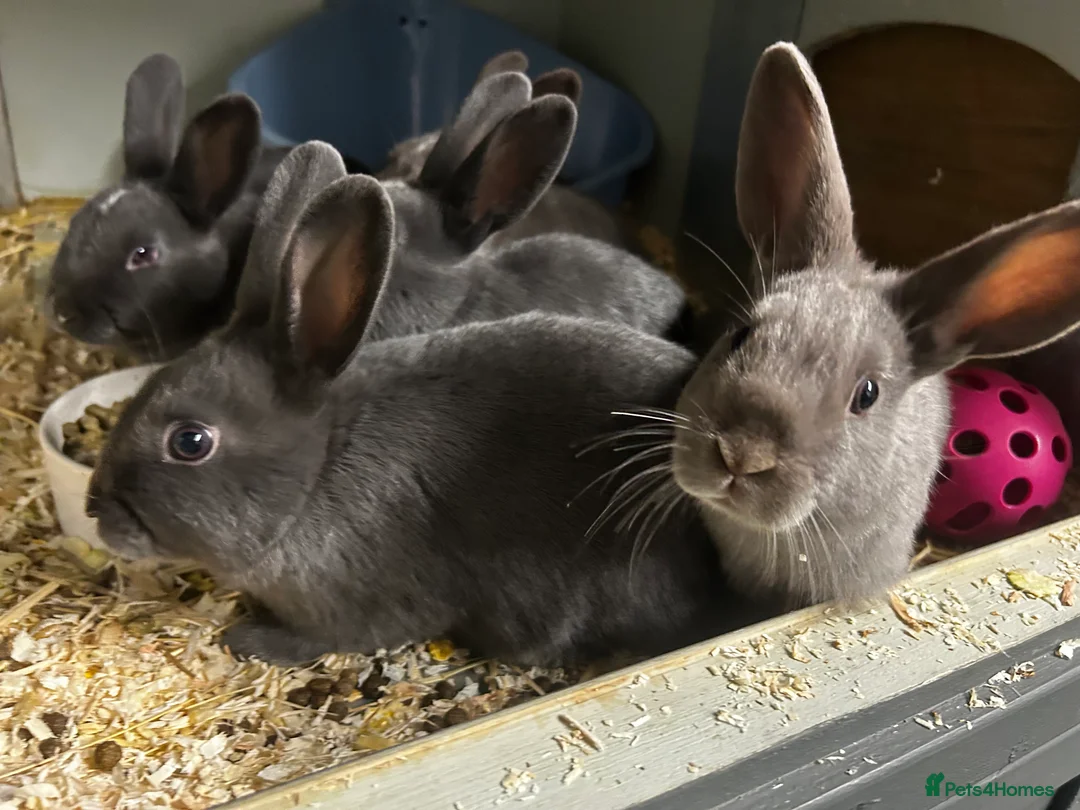 Rex rabbits for sale: Rex Rabbits x 5 - Advert 5