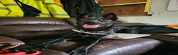 Mixed Breed dogs for adoption: ❤️🐶 MULAN – BEAUTIFUL, BRILLIANT & READY  - Advert 7