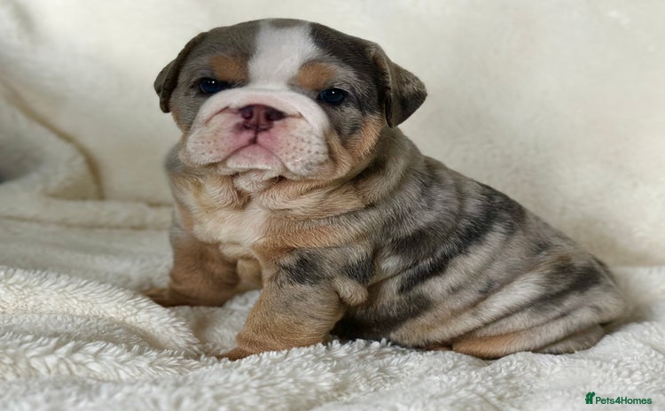 English Bulldog dogs - Advert 1