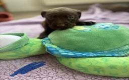 Labrador Retriever dogs for sale: KC Labrador puppies - Image 6