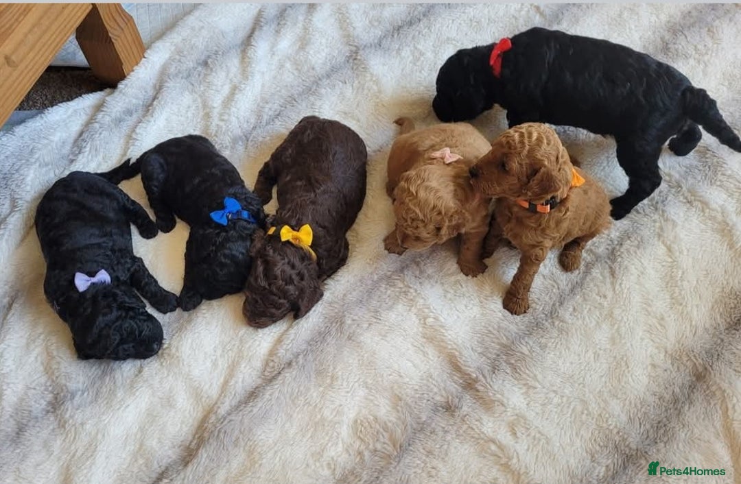 Cockapoo dogs for sale: Cockapoo F2 puppies 8 weeks old. - Image 8
