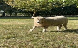 Sheep livestock for sale: Ryeland Ram for sale - Image 2