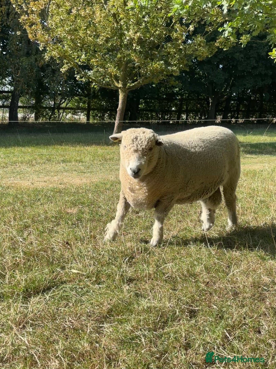 Sheep livestock for sale: Ryeland Ram for sale - Image 2