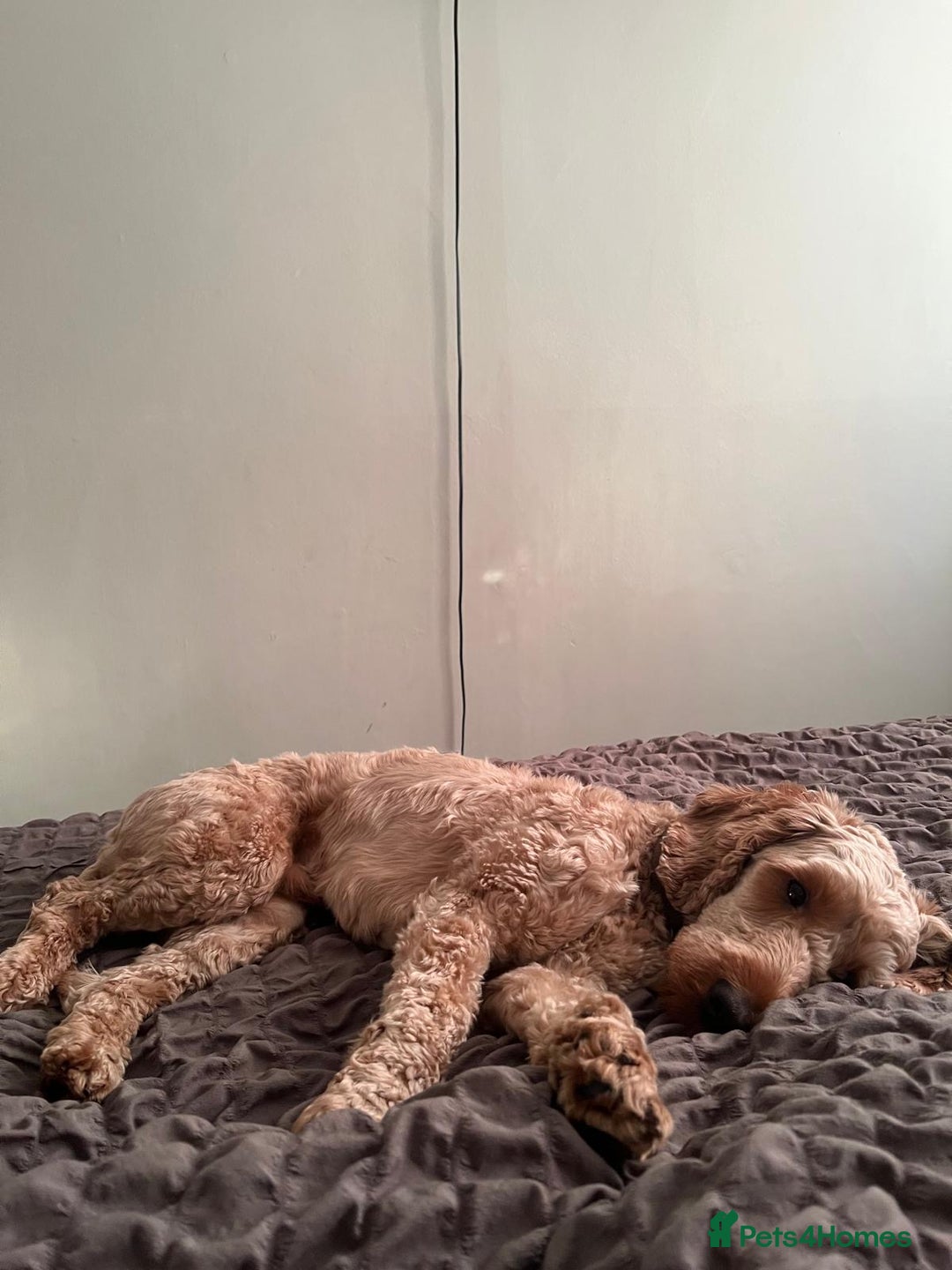 Cockapoo dogs for sale: Male cockapoo for sale  - Advert 4