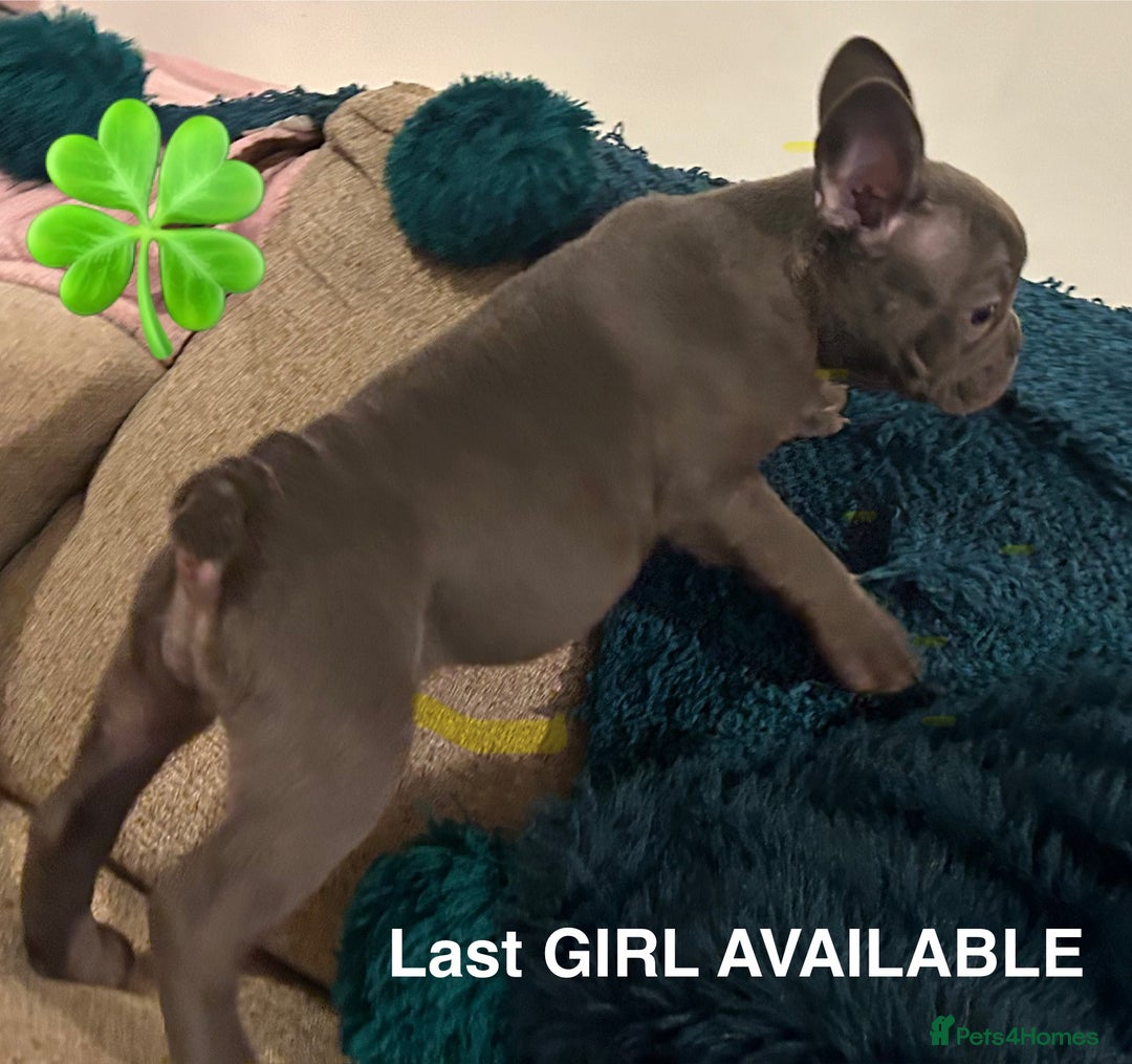 French Bulldog dogs for sale: French Bulldog Blue Girl 12 weeks old ! Last one - Advert 30