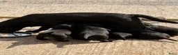 Labrador Retriever dogs for sale: KC reg Labrador puppies, working show type in Hereford - Advert 8