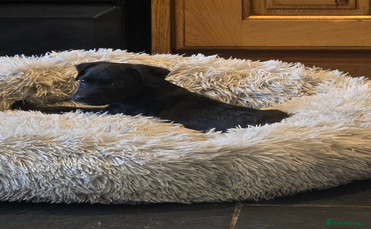 Patterdale Terrier dogs - Advert 3