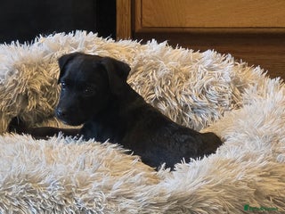 Patterdale Terrier dogs - Advert 23