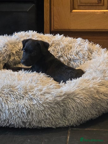 Patterdale Terrier dogs - Advert 1