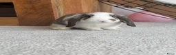 Mini Lop rabbits for sale: Super Cute Mini Lops ❤️ in Hailsham - Advert 9