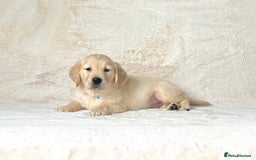 Golden Retriever dogs for sale: Stunning golden retriever puppies for sale  - Image 4
