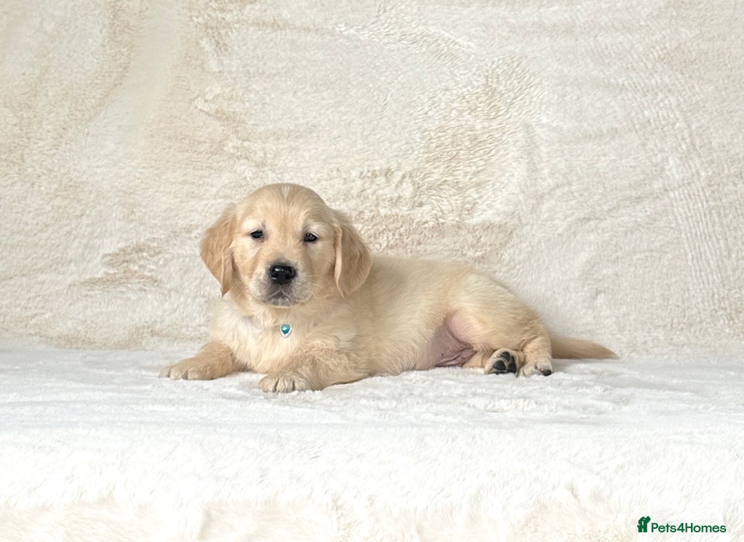 Golden Retriever dogs for sale: Stunning golden retriever puppies for sale  - Image 4