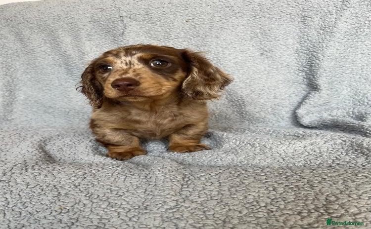 Miniature Dachshund dogs - Advert 12