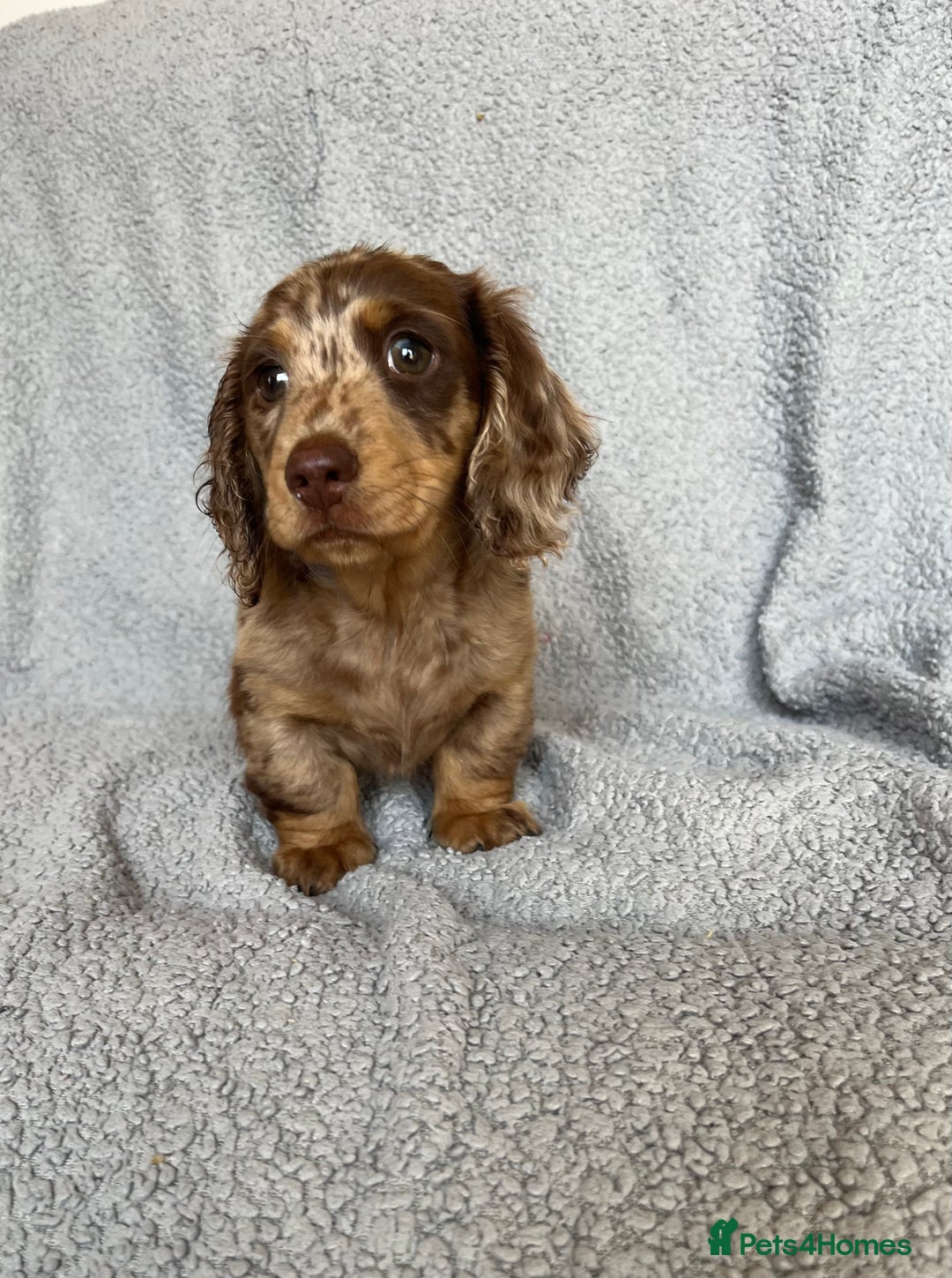 Miniature Dachshund dogs for sale: 1 BOY LEFT LONG HAIRED MINIATURE DASCHUND  - Image 1