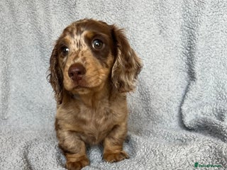 Miniature Dachshund dogs - Advert 10