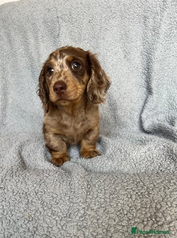 Miniature Dachshund dogs - Advert 13