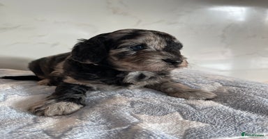 Cockapoo dogs - Advert 13