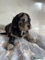 Cockapoo dogs - Advert 5