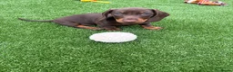 Dachshund dogs for sale: Miniature Dachshund Smooth Haired Dachshunds' - Advert 3