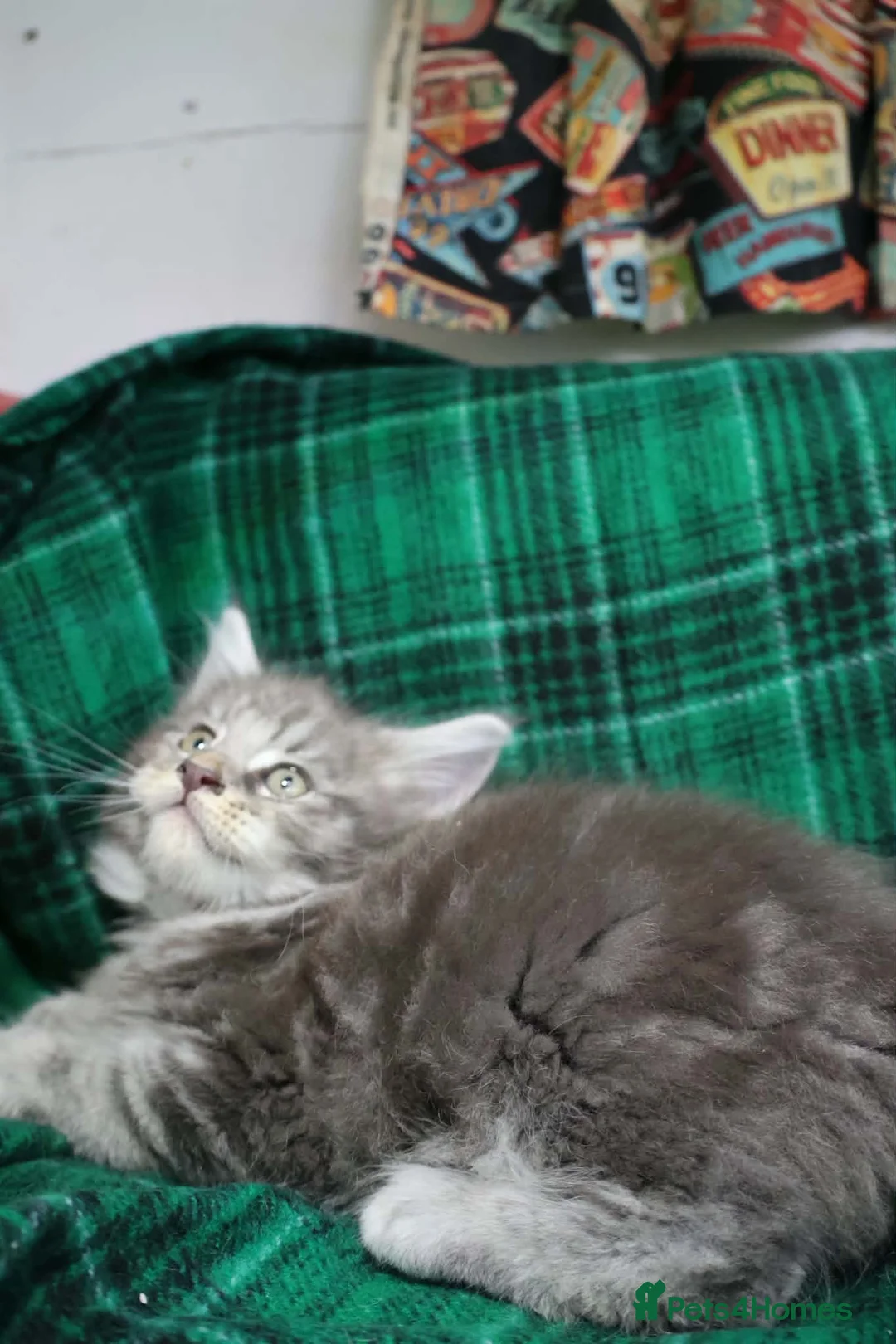 Maine Coon cats for sale: American Maine coon Kittens in Buckley - Advert 2
