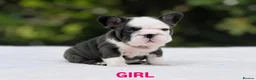 French Bulldog dogs for sale: 🌟FRENCH BULLDOG PUPPIES🌟 - Advert 2