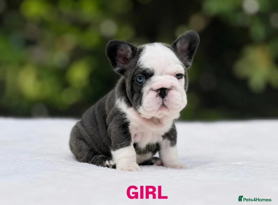French Bulldog dogs for sale: 🌟FRENCH BULLDOG PUPPIES🌟 - Advert 2