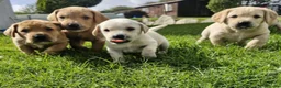 Mixed Breed dogs for sale: Labrador x visla puppies (Visladors) - Advert 3