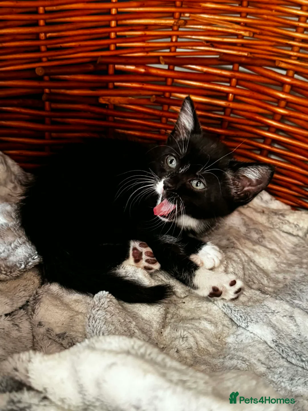 Mixed Breed cats for sale: 4 kittens  - Advert 2