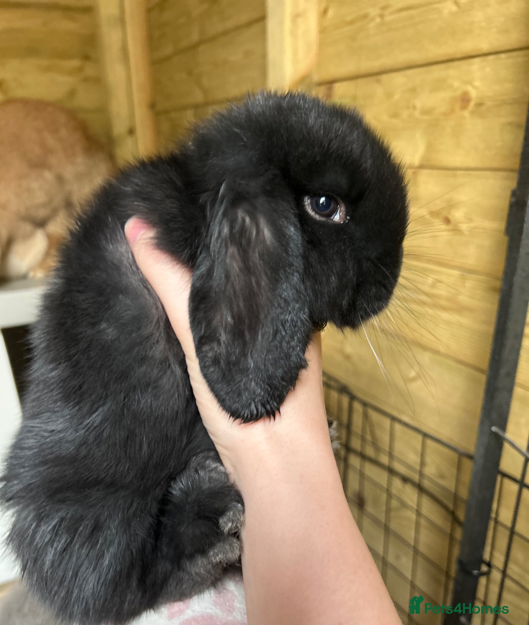 French Lop rabbits Amazing quality French lop babies - one left! - Advert 14