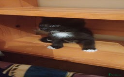 Turkish Angora cats for sale: Kitten 😺  - Image 9