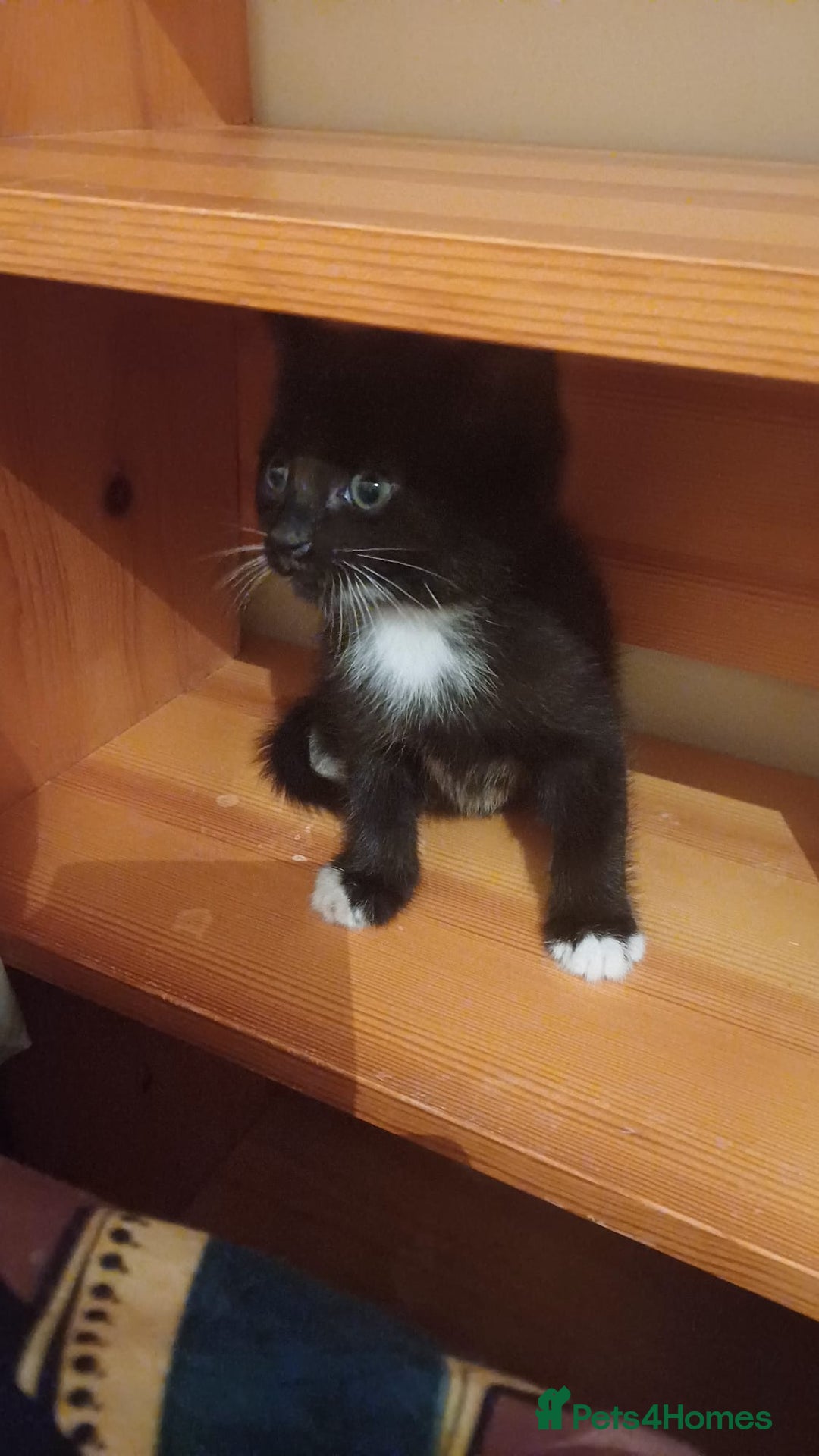 Turkish Angora cats for sale: Kitten 😺  - Image 9